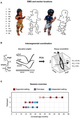 Early Development of Locomotor Patterns and Motor Control in Very Young Children at High Risk of Cerebral Palsy, a Longitudinal Case Series